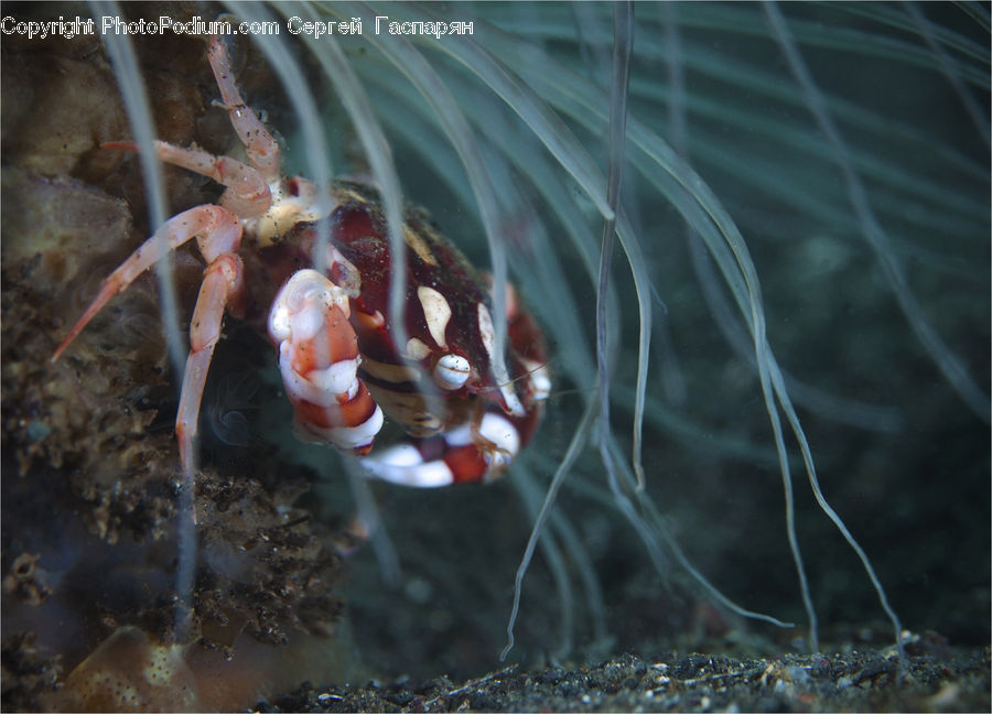 Sea Life, Shrimp, Food, Lobster, Seafood, Conifer, Fir