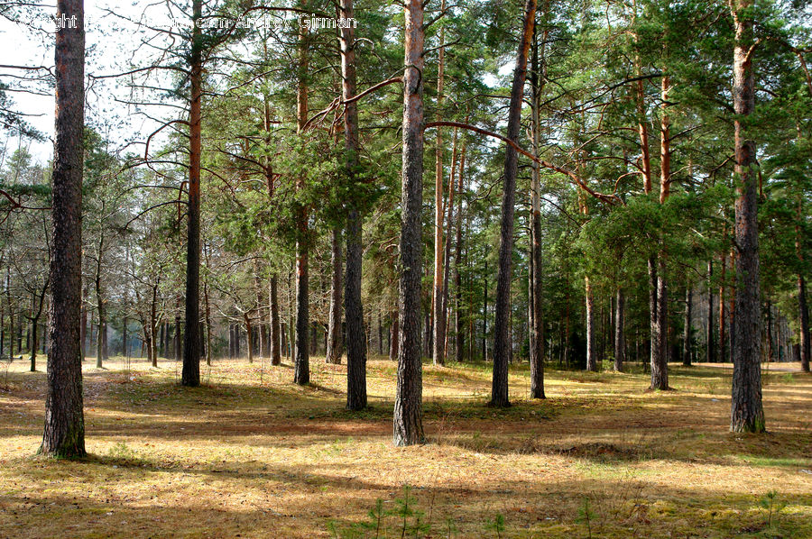 Forest, Vegetation, Grove, Land, Fir, Jungle, Rainforest