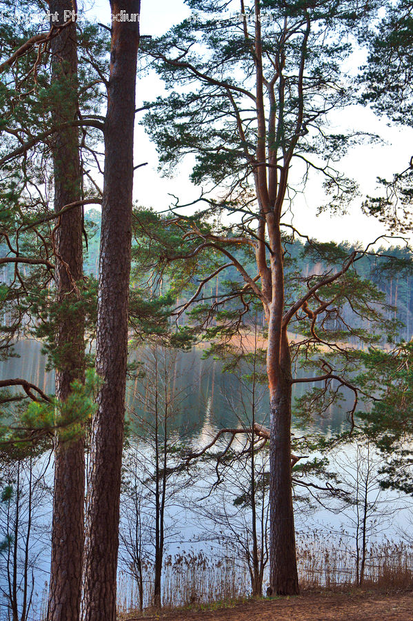 Conifer, Fir, Plant, Tree, Forest, Vegetation, Oak