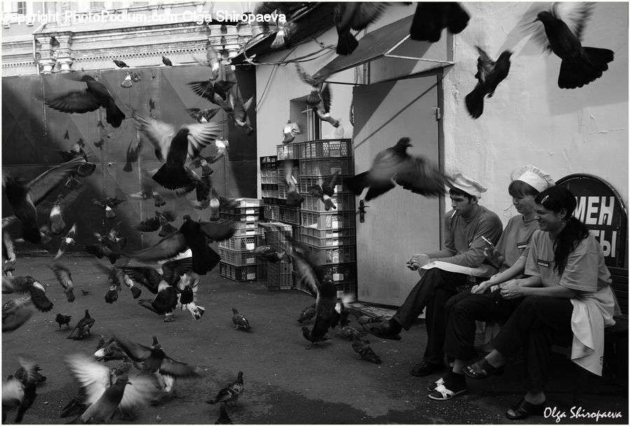 People, Person, Bird, Pigeon, Human, Blackbird, Crow