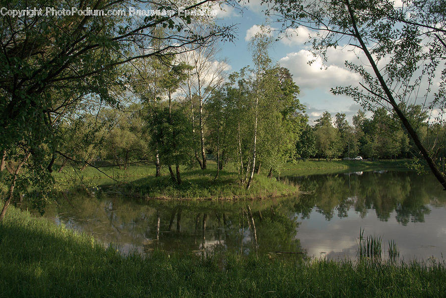 Outdoors, Pond, Water, Forest, Vegetation, Blossom, Flora