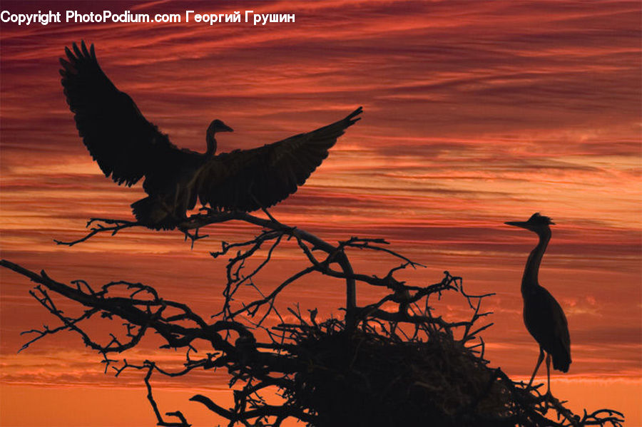 Bird, Crane Bird, Heron, Silhouette, Plant, Tree, Stork