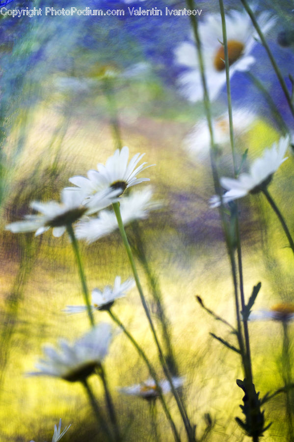 Daisies, Daisy, Flower, Plant, Weed, Ant, Insect
