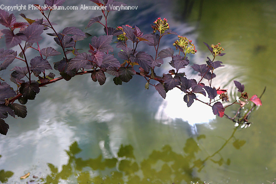 Blossom, Flora, Flower, Plant, Cherry Blossom, Maple, Maple Leaf
