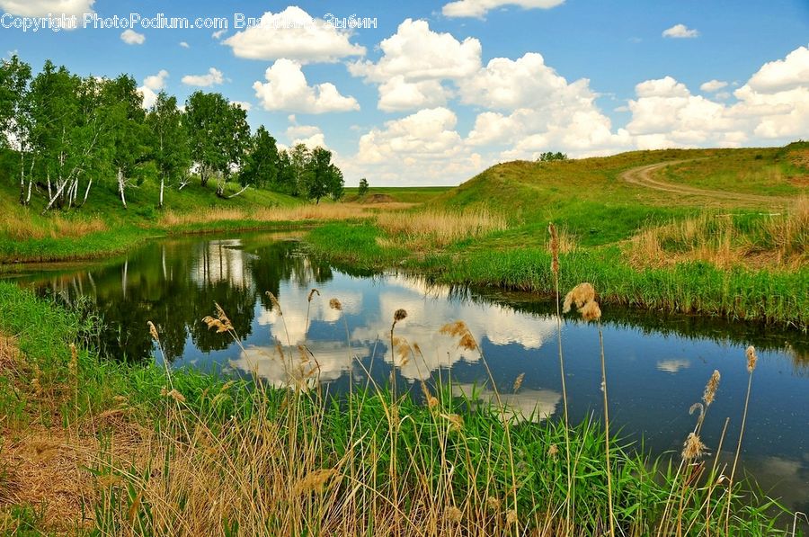 Land, Marsh, Pond, Swamp, Water, Outdoors, Field