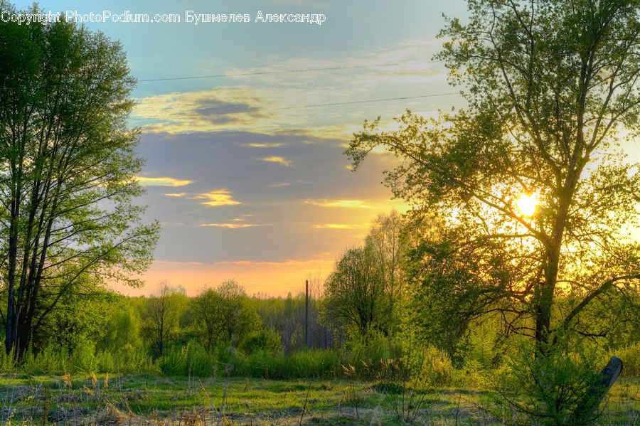 Forest, Grove, Land, Plant, Tree, Dawn, Dusk