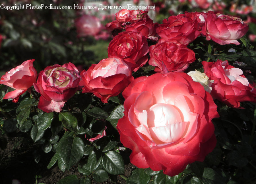 Blossom, Flower, Plant, Rose, Carnation, Flora, Geranium