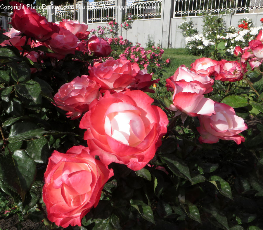Blossom, Flower, Plant, Rose, Flora, Geranium, Flower Arrangement