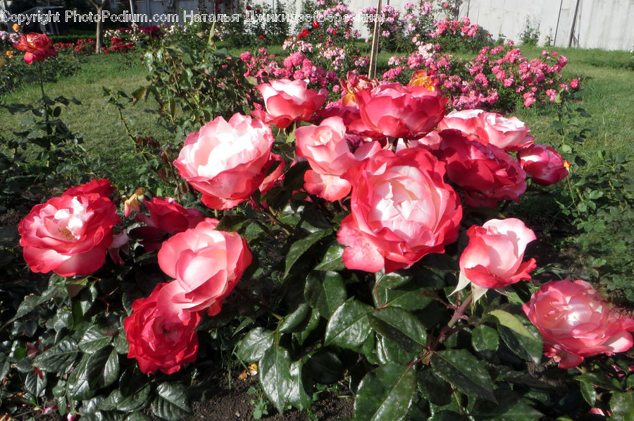 Blossom, Flower, Plant, Rose, Peony, Flower Arrangement, Flower Bouquet