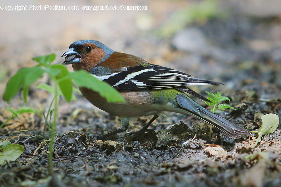 Bird, Finch, Plant, Vegetation