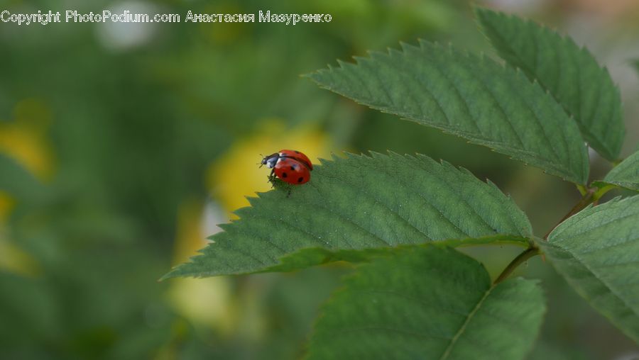 Insect, Invertebrate, Blossom, Flora, Flower, Plant, Cherry