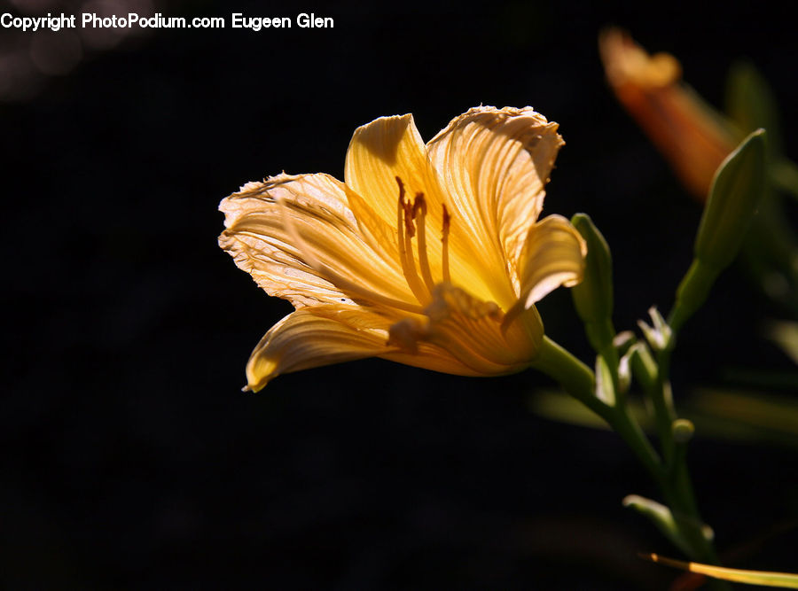 Bud, Plant, Flora, Flower, Hibiscus, Poppy, Lily