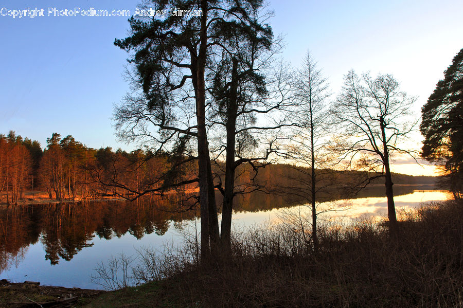 Plant, Tree, Land, Marsh, Outdoors, Swamp, Water