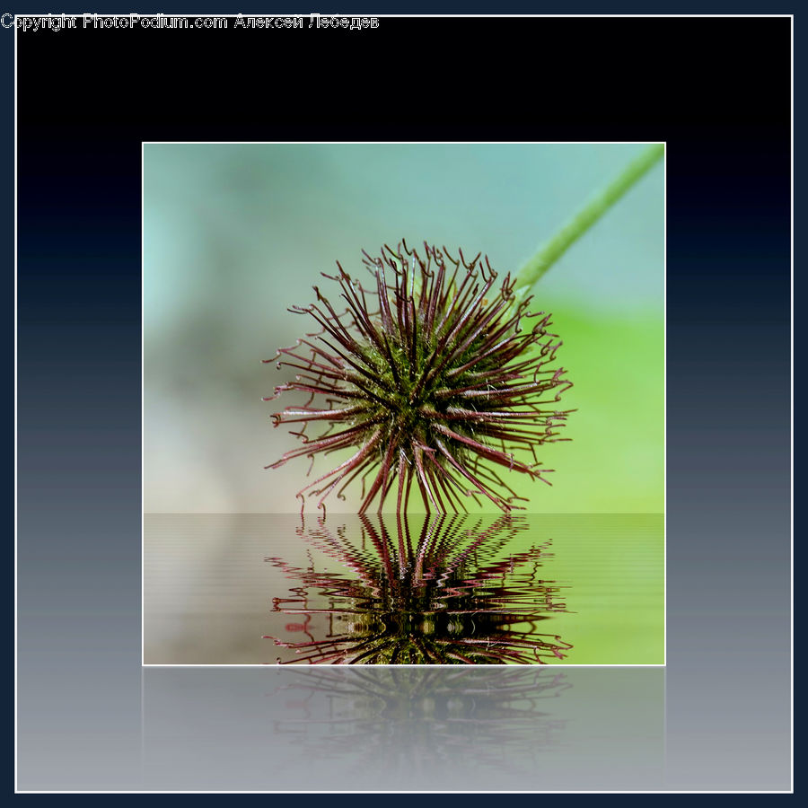 Plant, Weed, Conifer, Fir, Tree, Collage, Poster