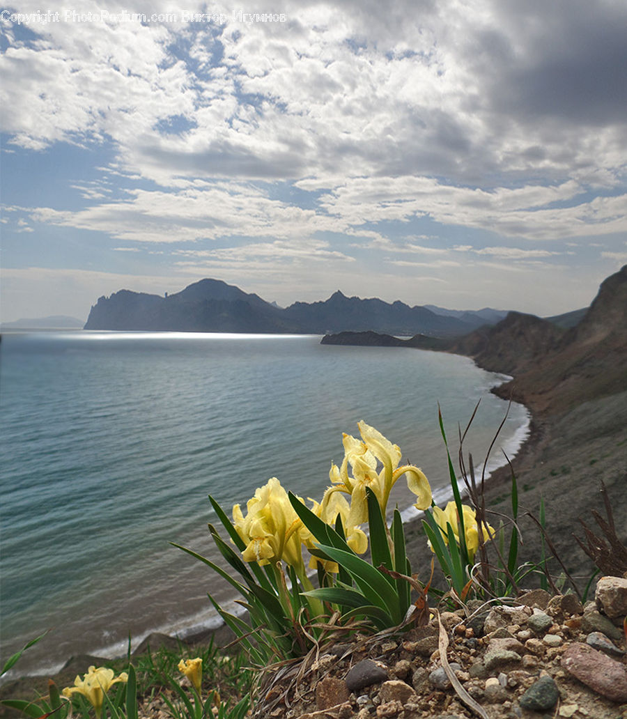 Blossom, Daffodil, Flora, Flower, Plant, Promontory, Coast