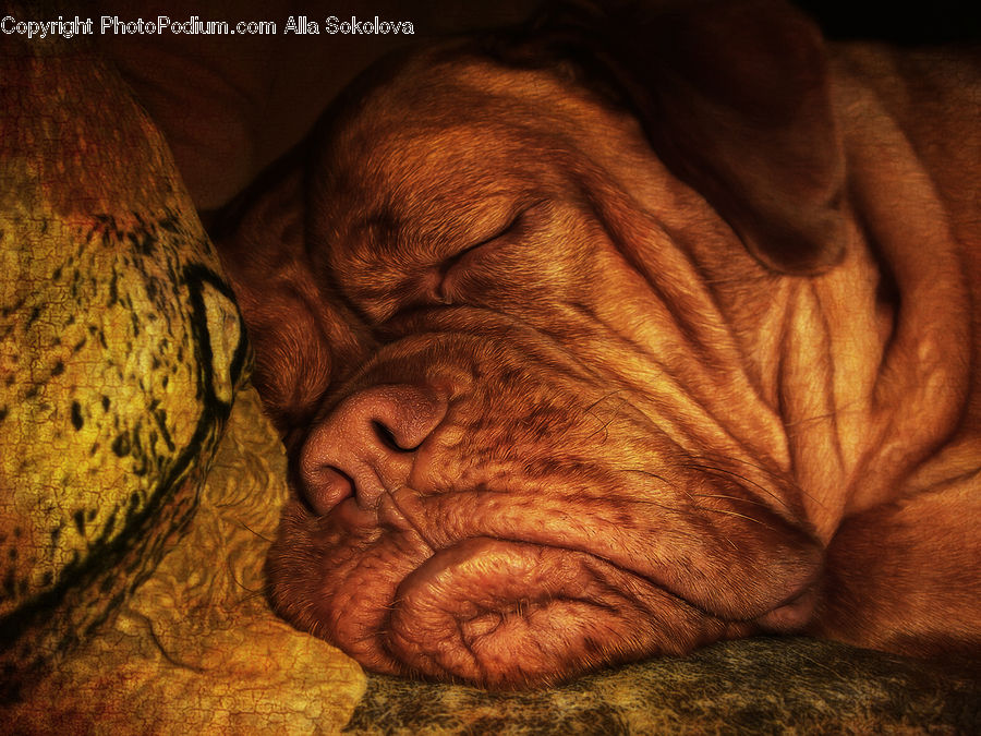 Asleep, Animal, Boxer, Bulldog, Canine, Dog, Mammal