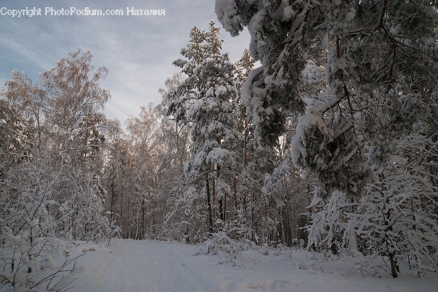 Landscape, Nature, Scenery, Ice, Outdoors, Snow, Forest