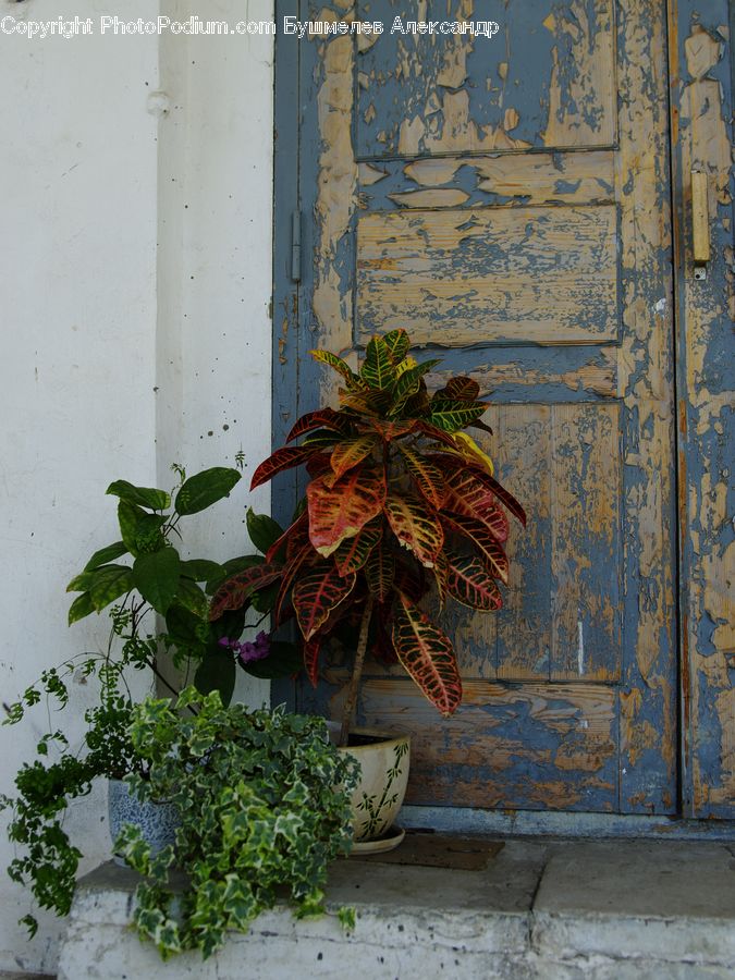 Ivy, Plant, Vine, Potted Plant, Blossom, Flora, Flower