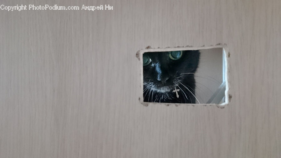 Paper, Box, Cardboard, Animal, Cat, Mammal, Manx