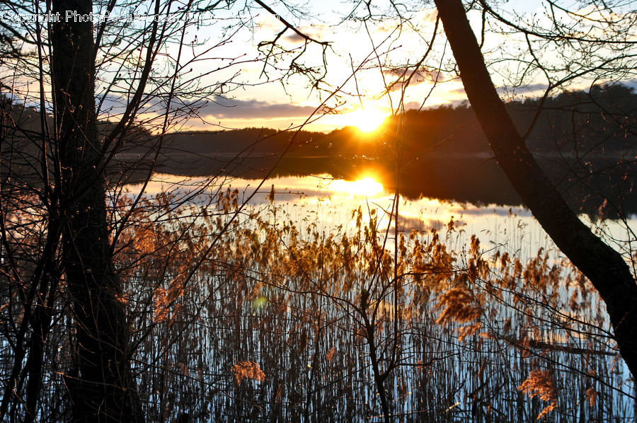 Flare, Light, Sunlight, Field, Grass, Grassland, Plant