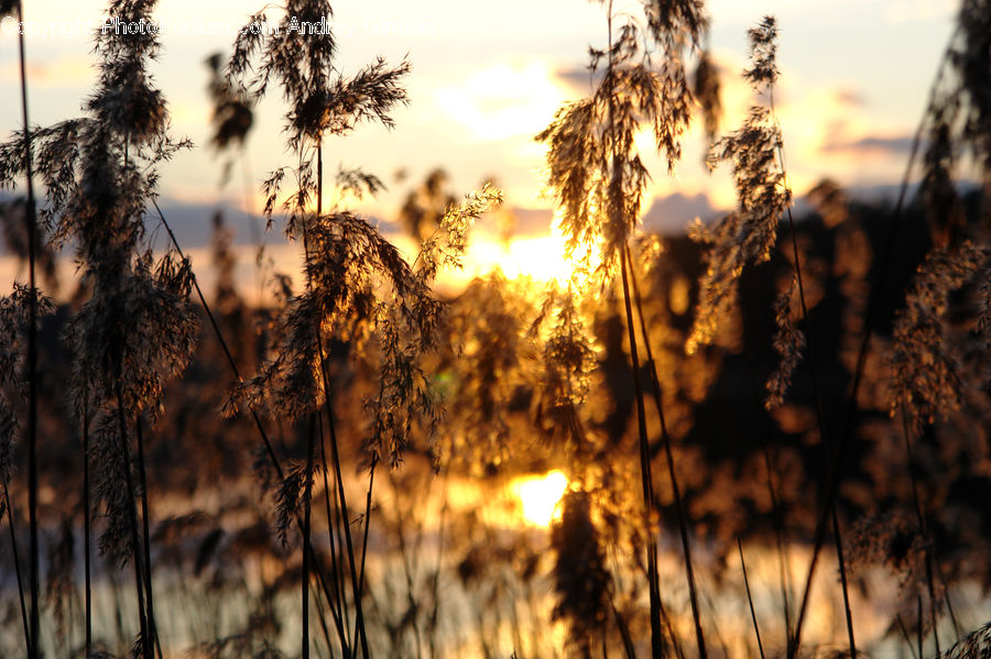 Grass, Plant, Reed, Field, Grassland, Conifer, Fir