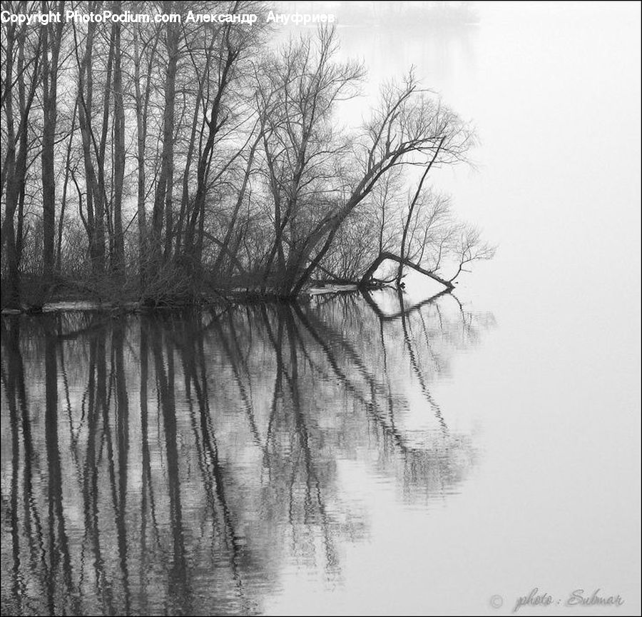 Plant, Tree, Water, Forest, Vegetation, Blossom, Flora