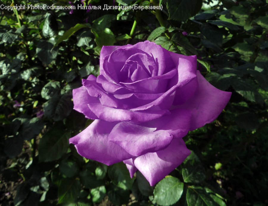 Blossom, Flower, Plant, Rose, Flora, Gladiolus, Geranium