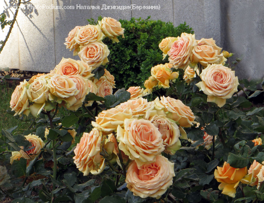 Blossom, Flower, Plant, Rose, Floral Design, Flower Arrangement, Flower Bouquet