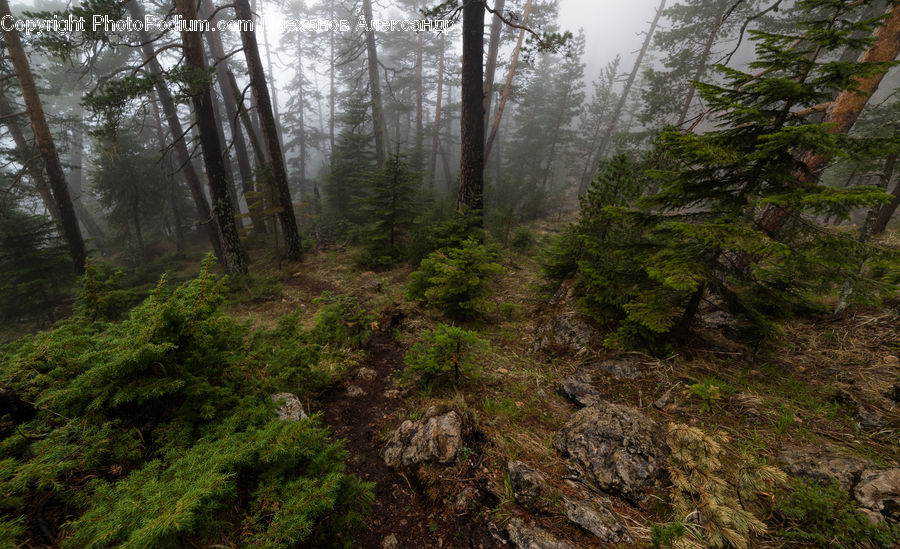 Forest, Vegetation, Conifer, Fir, Plant, Tree, Redwood