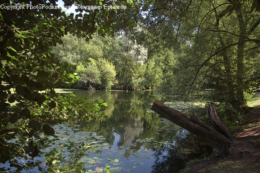 Outdoors, River, Water, Forest, Vegetation, Landscape, Nature