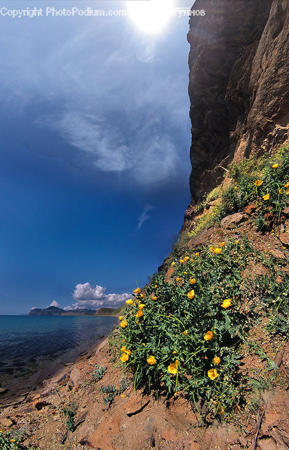 Cliff, Outdoors, Bush, Plant, Vegetation, Apiaceae, Blossom