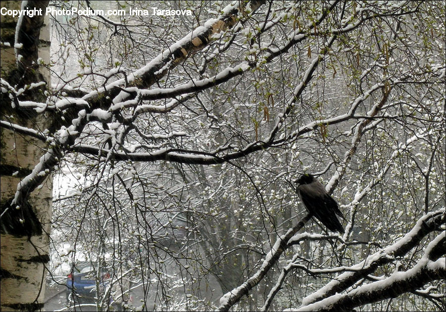 People, Person, Human, Bird, Blackbird, Crow, Plant