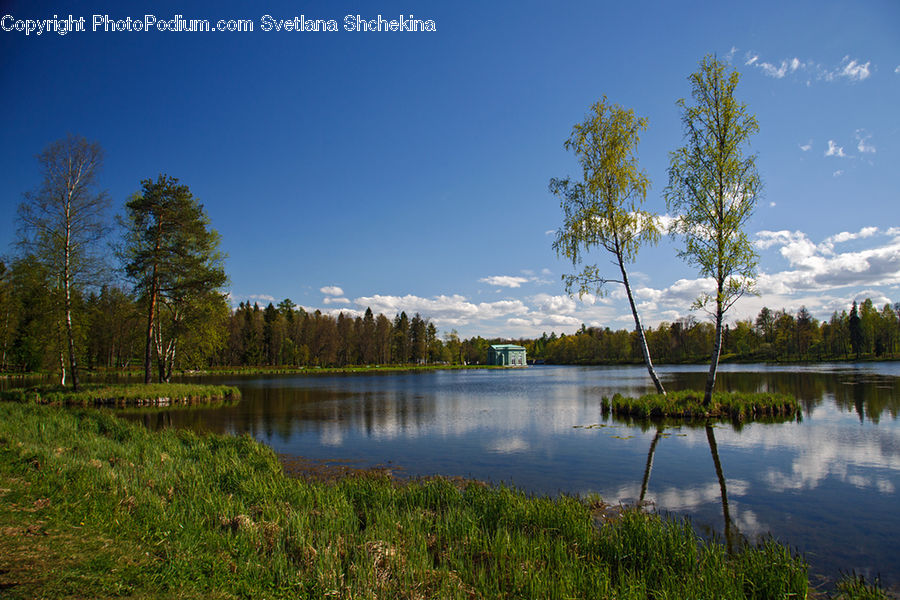 Lake, Outdoors, Water, Pond, Conifer, Fir, Plant