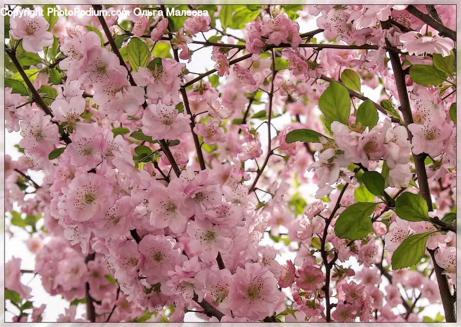 Blossom, Flora, Flower, Plant, Cherry Blossom, Petal, Geranium
