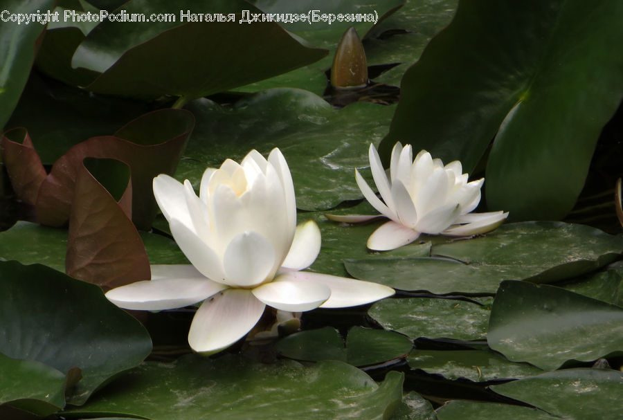 Flower, Lily, Plant, Pond Lily, Blossom, Flora, Animal