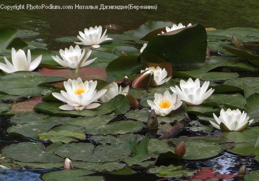 Flower, Lily, Plant, Pond Lily, Blossom, Flora, Aloe