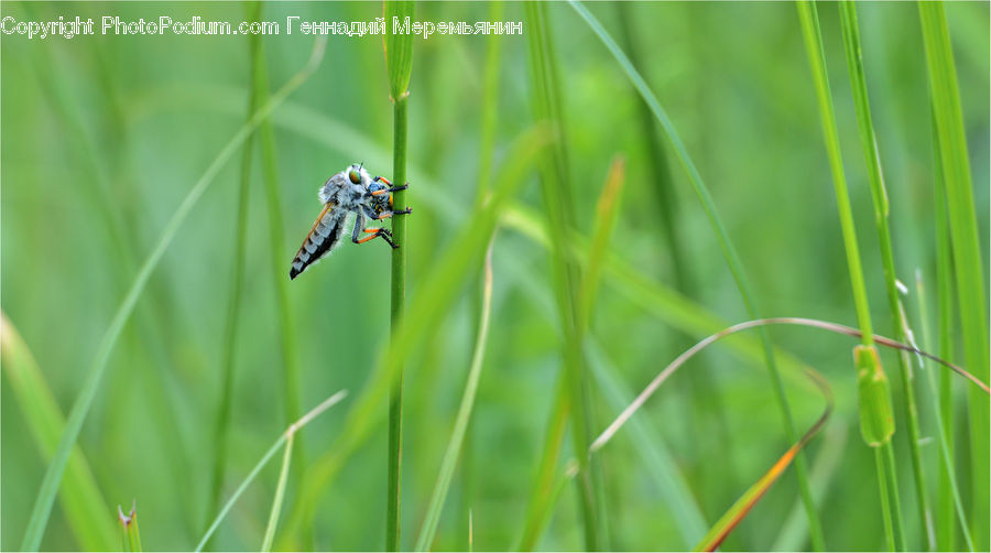 Asilidae, Insect, Field, Grass, Grassland, Plant, Invertebrate