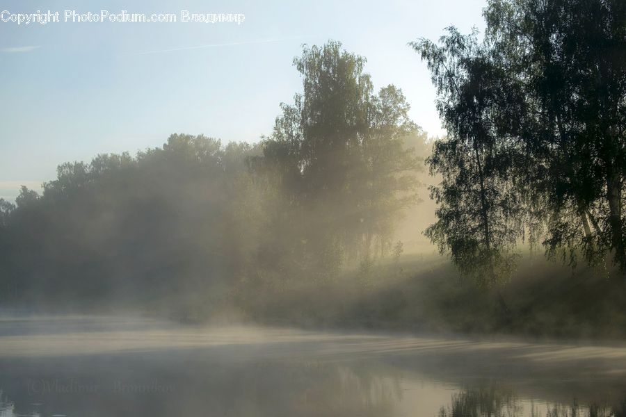 Fog, Mist, Outdoors, Forest, Vegetation