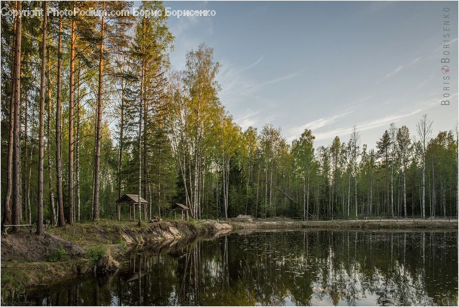 Land, Marsh, Outdoors, Swamp, Water, Birch, Tree