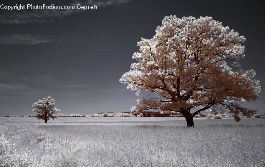 Blossom, Cherry Blossom, Flower, Oak, Tree, Wood, Frost