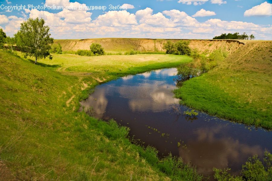 Plant, Tree, Field, Grass, Grassland, Land, Outdoors