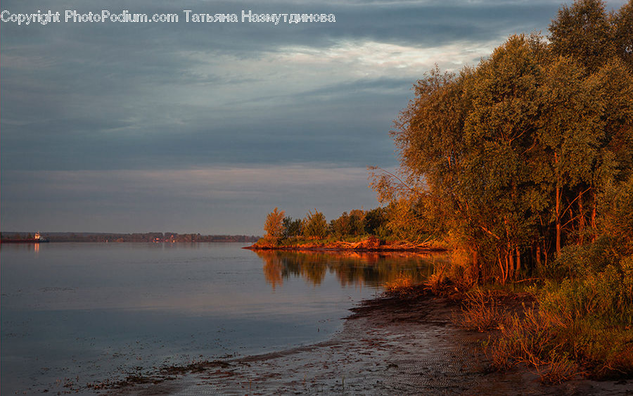 Forest, Vegetation, Grove, Land, Plant, Tree, Landscape