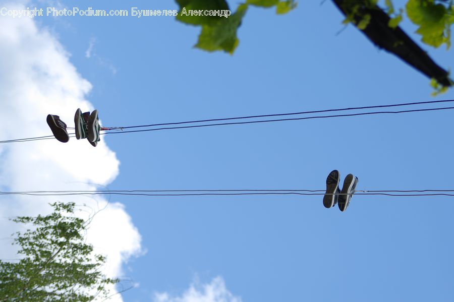 Plant, Vine, Footwear, Shoe, Bird, Swallow, Oak