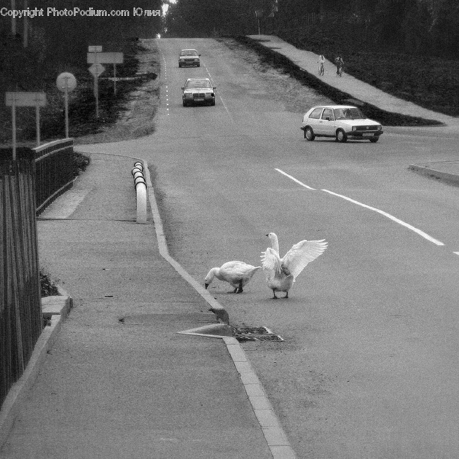 Bird, Seagull, Road, Boardwalk, Path, Pavement, Sidewalk
