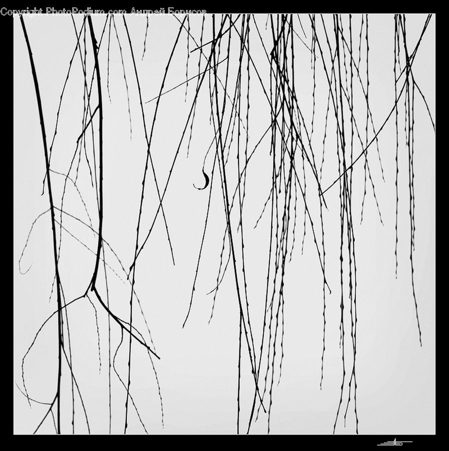 Grass, Plant, Reed, Birch, Tree, Wood