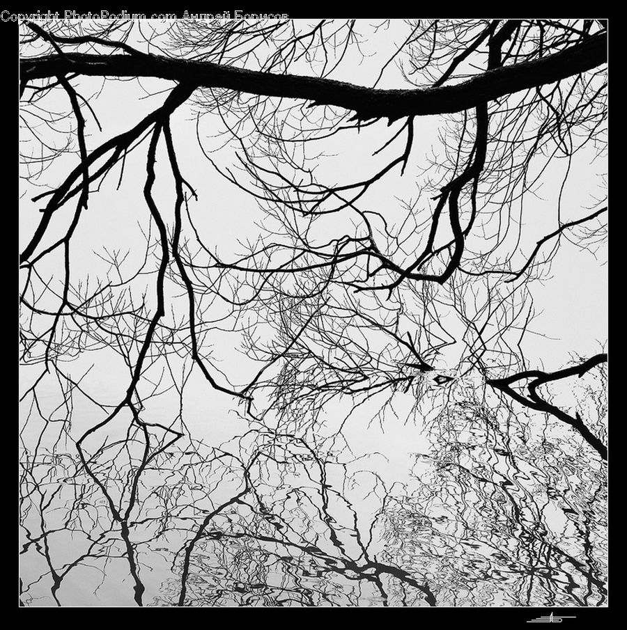 Plant, Tree, Silhouette, Oak, Wood, Forest, Jungle