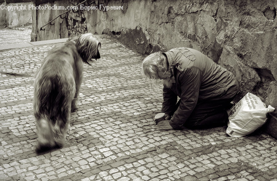 Animal, Canine, Dog, Mammal, Pet, Terrier, Rock