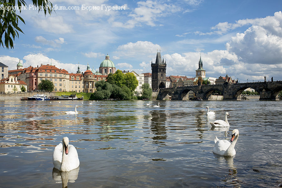 Bird, Swan, Waterfowl, Bridge, Canal, Outdoors, River
