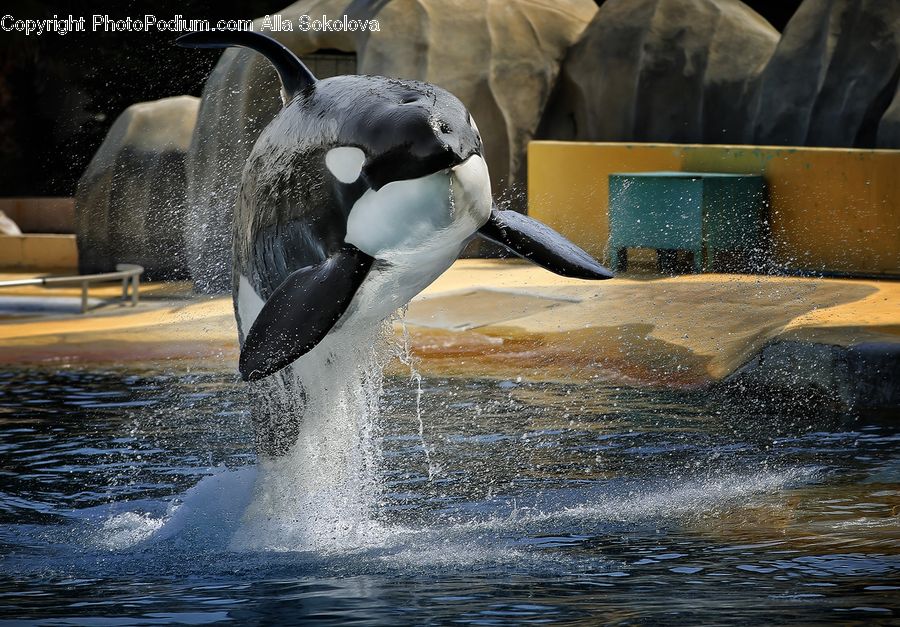 Animal, Elephant, Mammal, Bird, Penguin, Bench