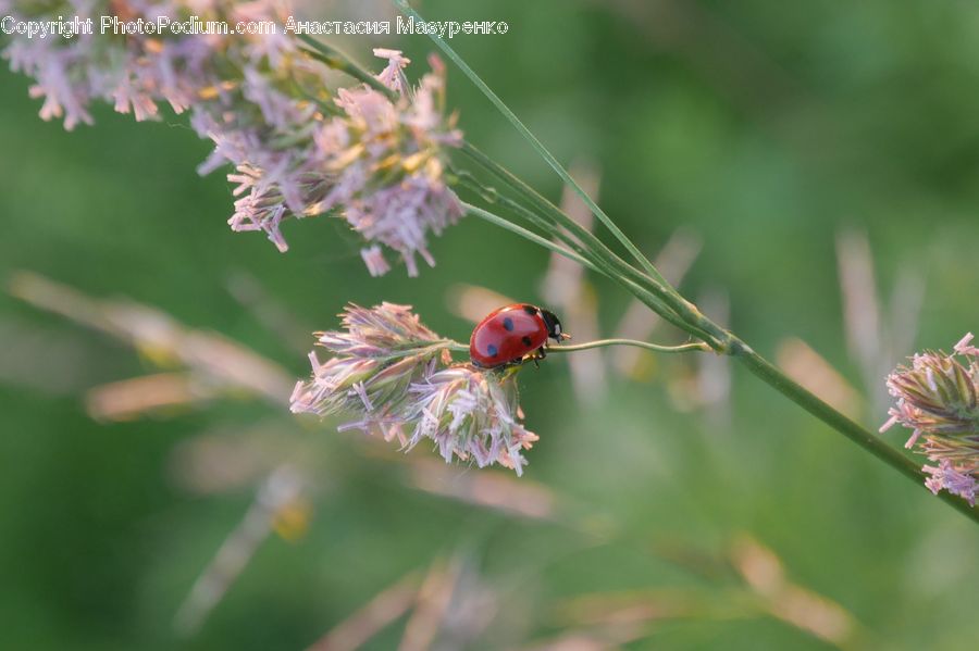 Conifer, Fir, Plant, Tree, Insect, Invertebrate, Blossom